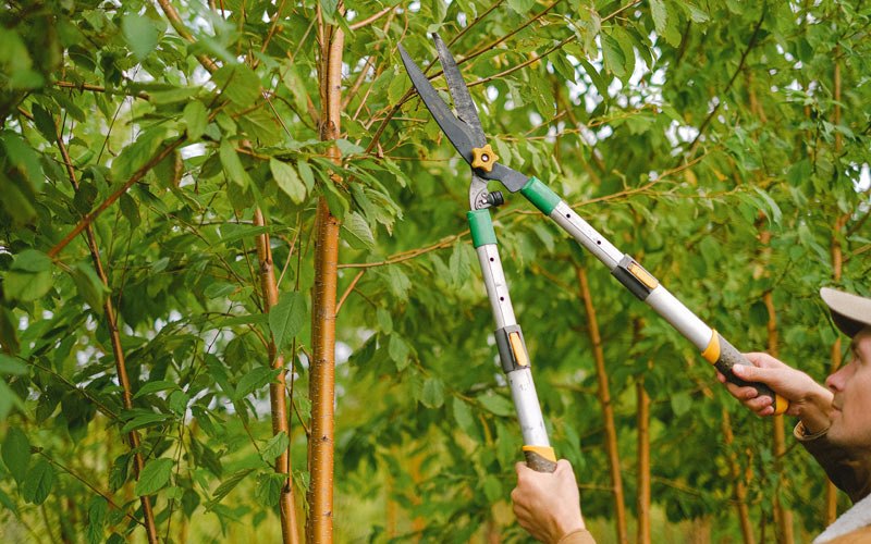 Tree trimming in Celoron, NY